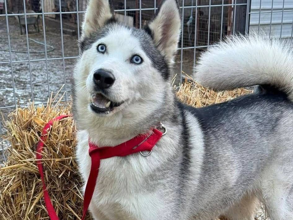 Adozione cane, femmina, Siberian Husky Razza sconosciuta, 3 anni e 11 mesi, taglia media, Firenze