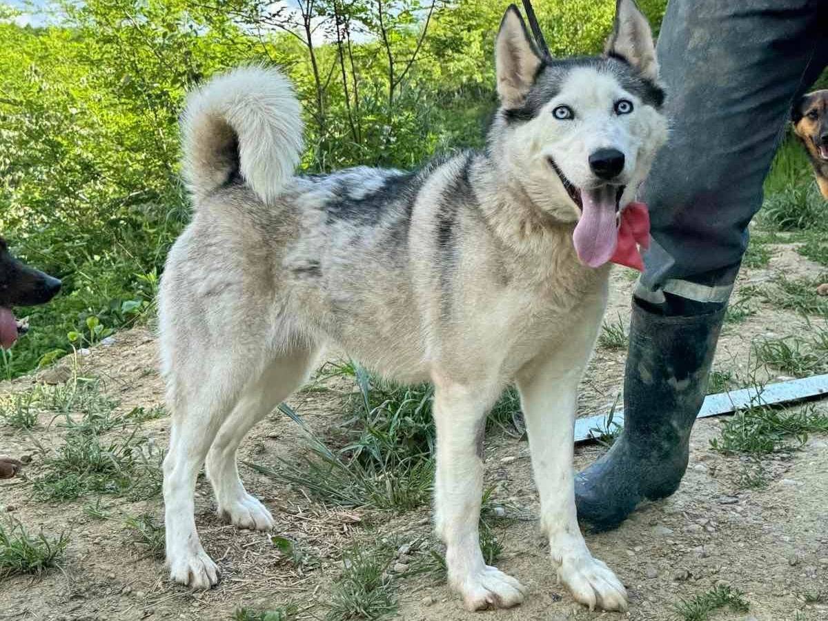 Adotta un cane, taglia media, femmina, Firenze