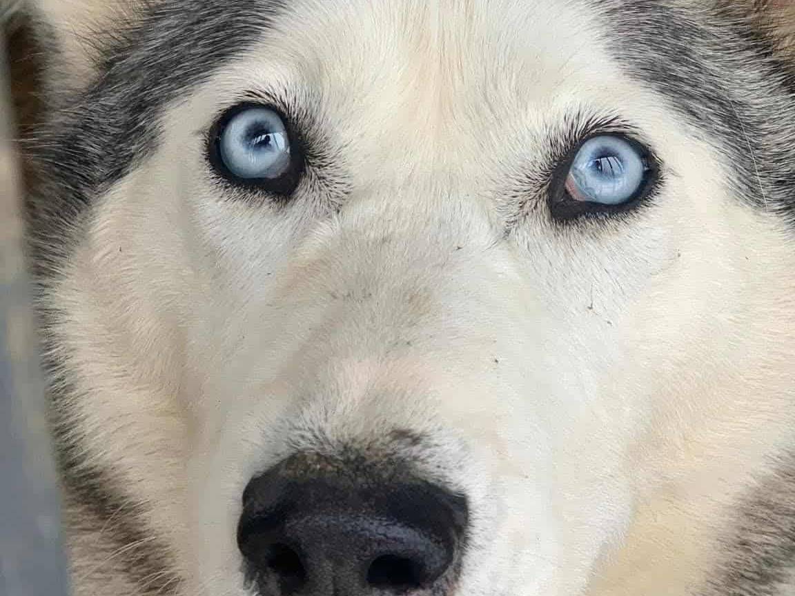 Adotta il cane CINDY a Firenze
