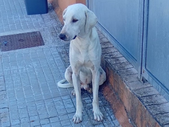 Adozione cane, maschio, Razza sconosciuta Razza sconosciuta, 2 anni e 6 mesi, taglia media, Sassari