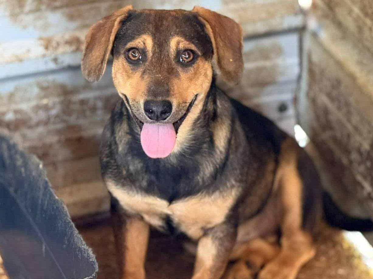 Adotta un cane, femmina, 4 mesi, Firenze