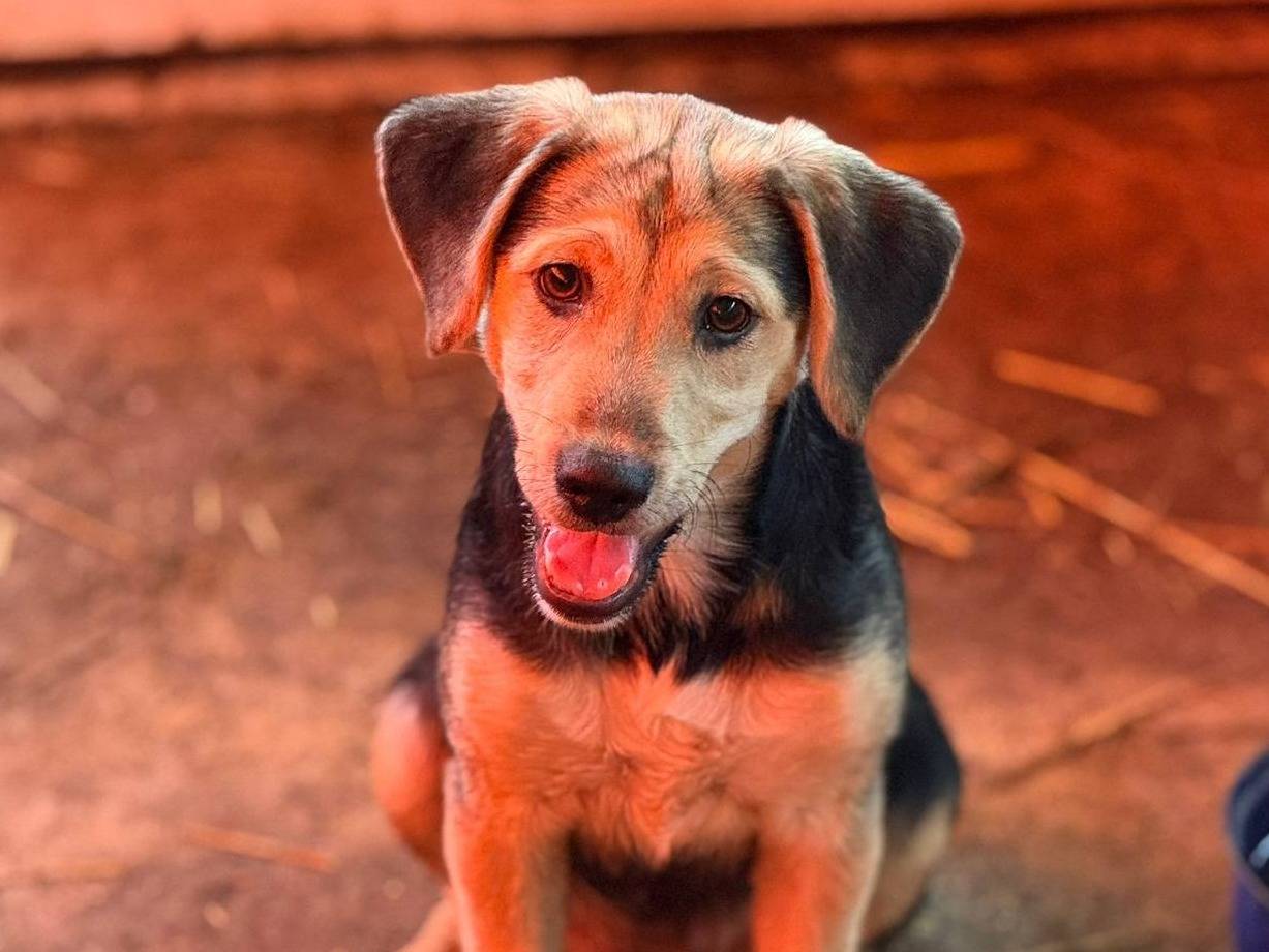 Adotta un cane, taglia media contenuta, femmina, Firenze