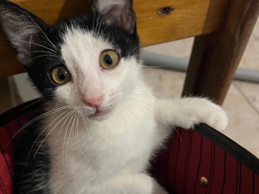 Adozione gatto, femmina, Razza sconosciuta Razza sconosciuta, 2 mesi, taglia non valida, Ancona