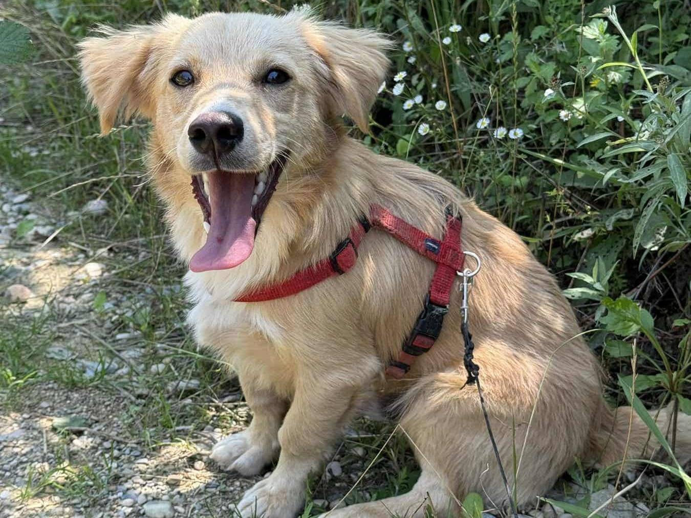 Adozione cane, maschio, Razza sconosciuta Razza sconosciuta, 1 anno e 5 mesi, taglia piccola, Firenze