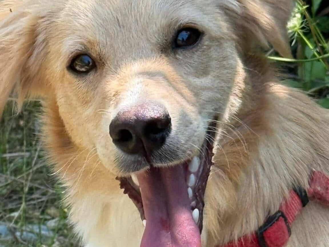 Adotta un cane, maschio, 1 anno e 5 mesi, Firenze
