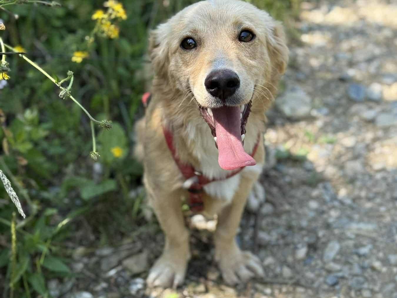 Adotta un cane, taglia piccola, maschio, Firenze