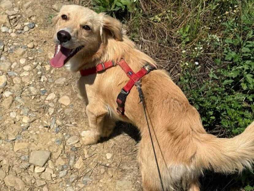 Vuoi adottare un cane a Firenze?