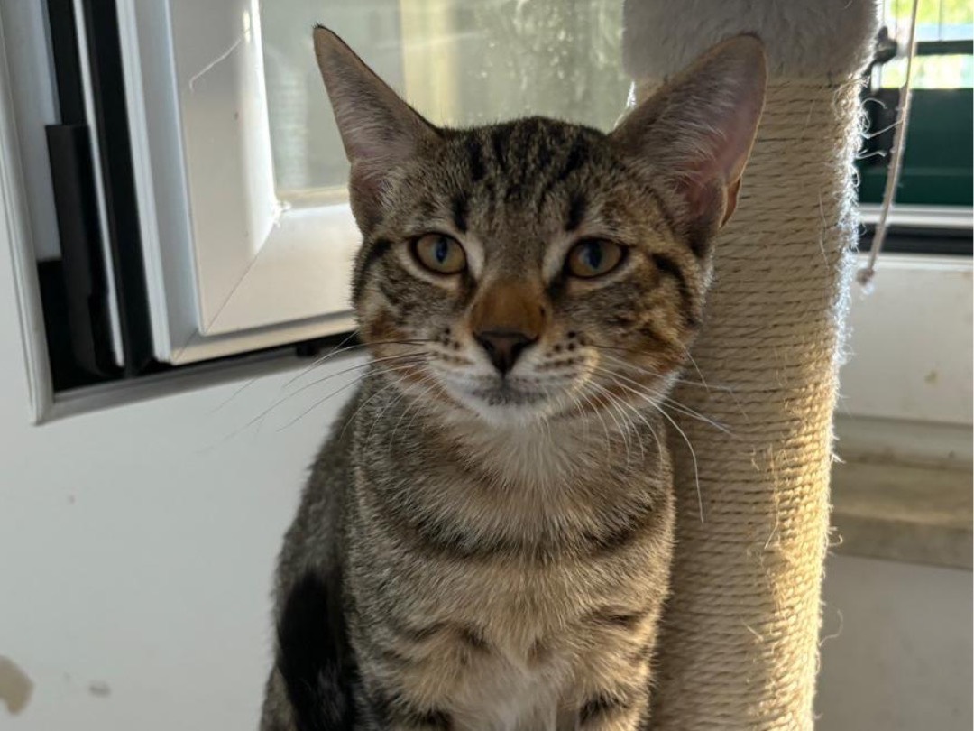 Adozione gatto, femmina, Razza sconosciuta Razza sconosciuta, 2 mesi, taglia non valida, Ancona