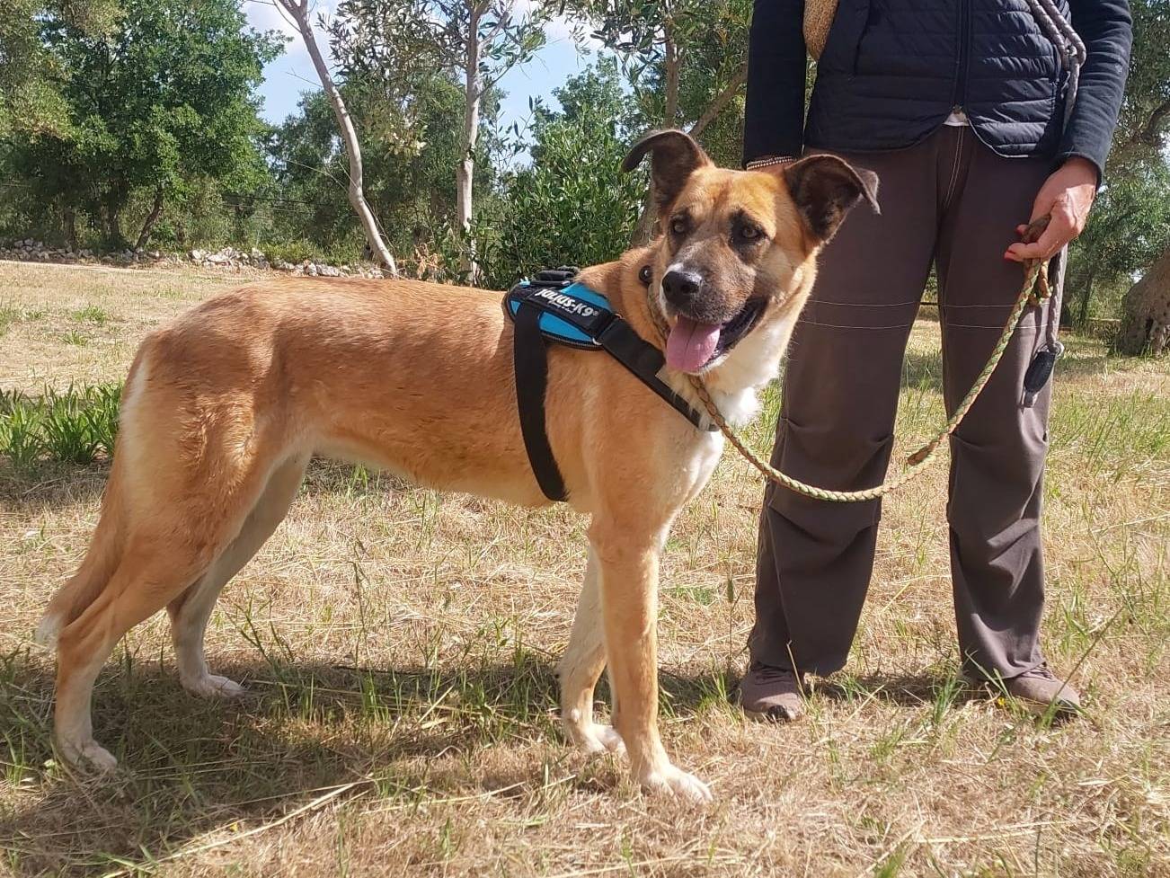 Vuoi adottare un cane a Siena?