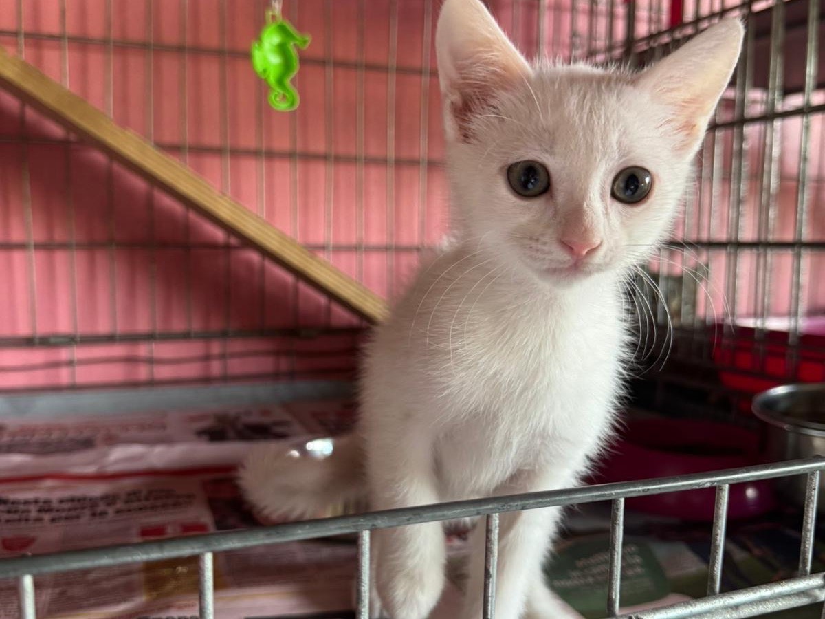 Adozione gatto, maschio, Razza sconosciuta Razza sconosciuta, 2 mesi, taglia non valida, Brescia