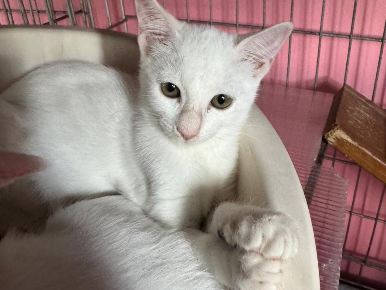 Adotta un gatto, maschio, 2 mesi, Brescia