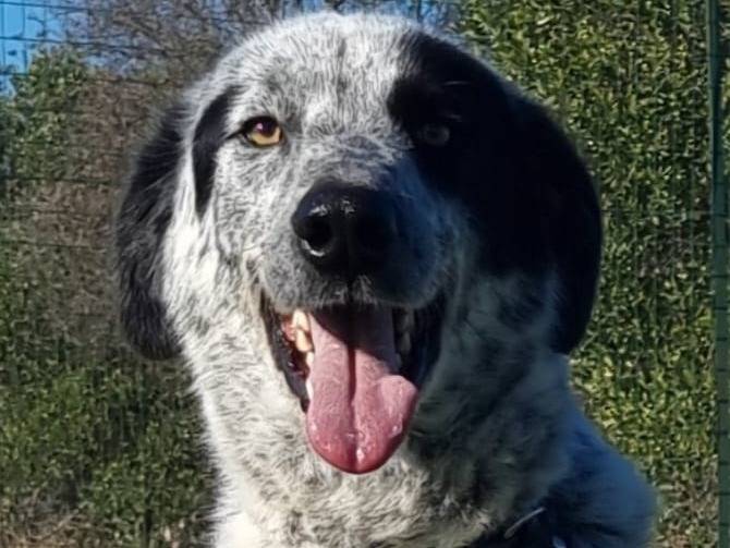 Adozione cane, maschio, Razza sconosciuta Razza sconosciuta, 4 anni e 7 mesi, taglia gigante, Bolzano