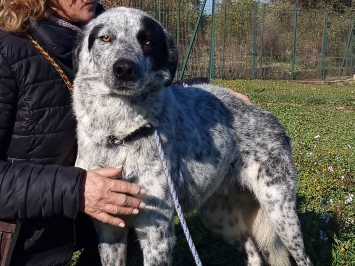 Adotta un cane, taglia gigante, maschio, Bolzano