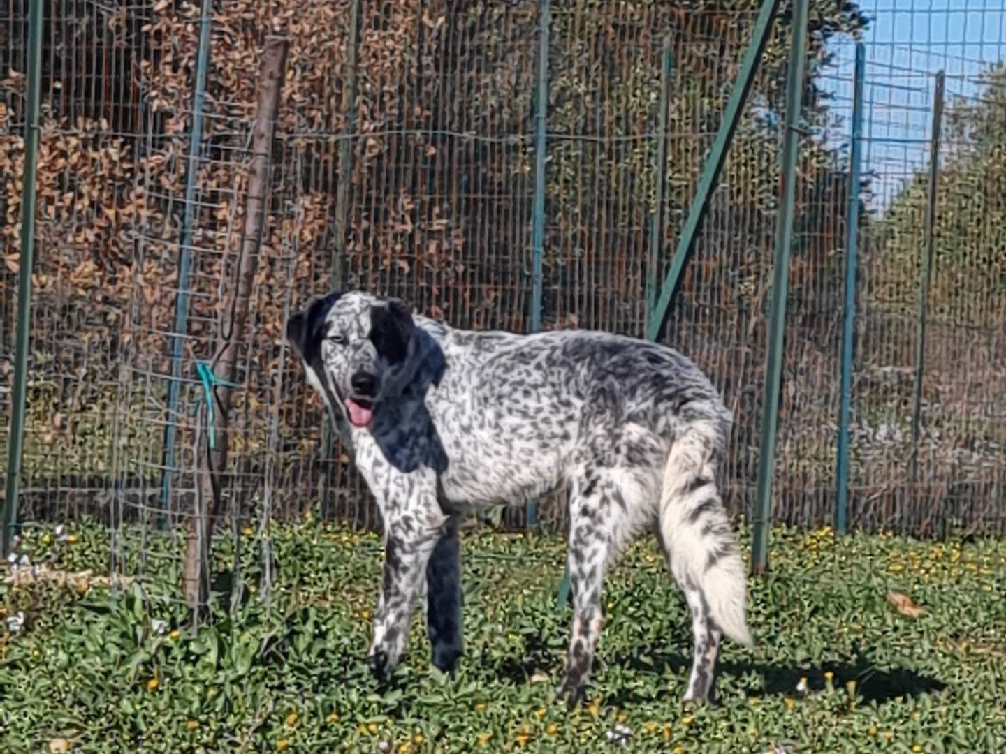 Vuoi adottare un cane a Bolzano?
