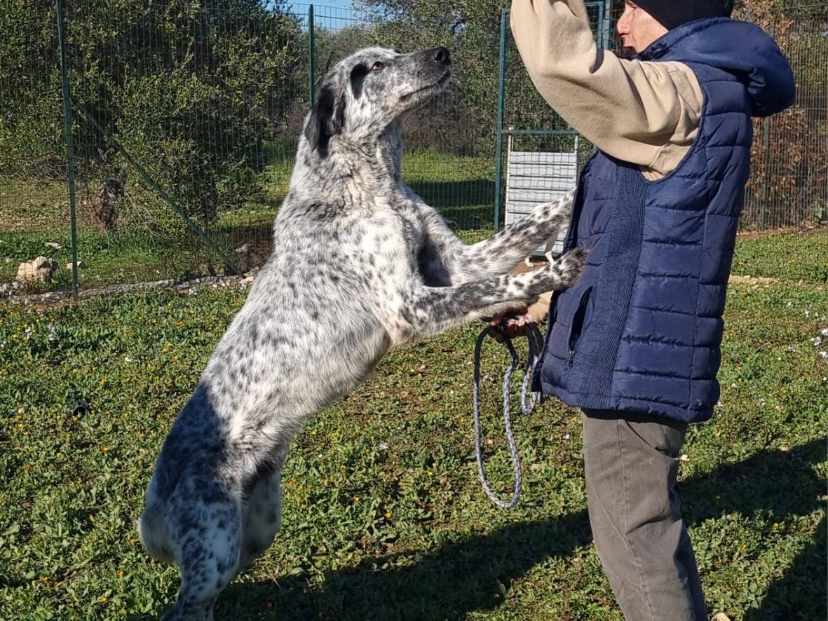 Adotta il cane Furia a Bolzano