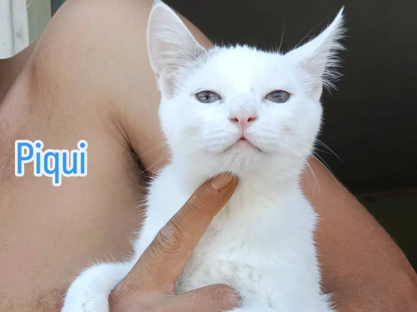 Adotta un gatto, maschio, 5 mesi, Perugia
