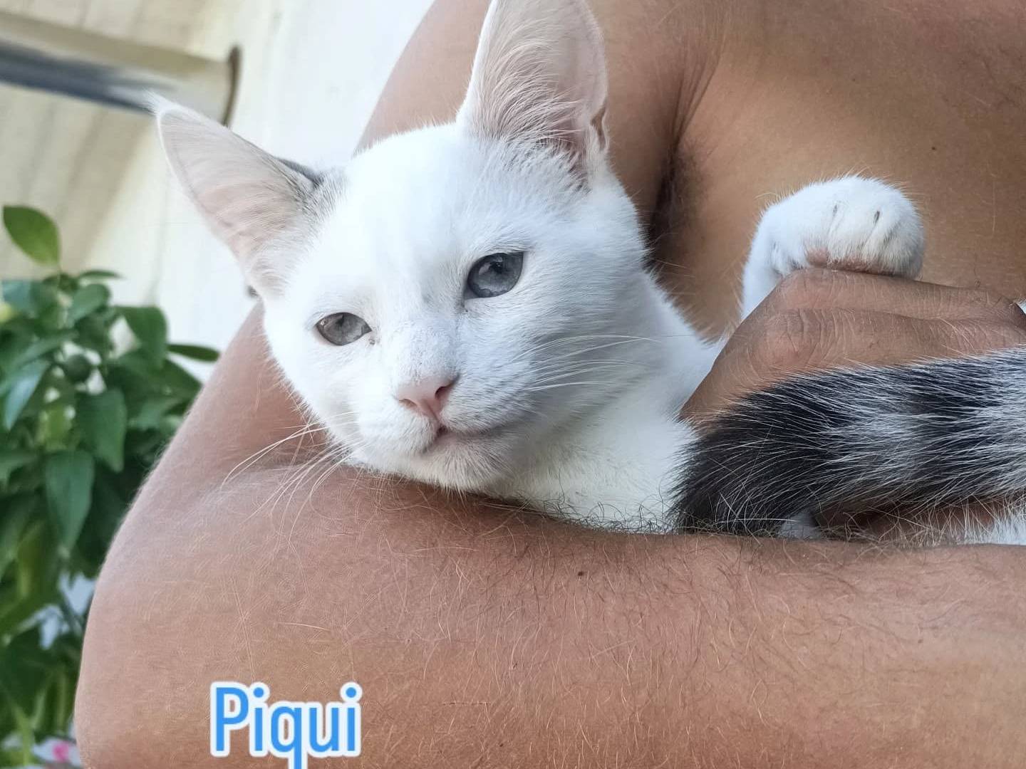 Vuoi adottare un gatto a Perugia?
