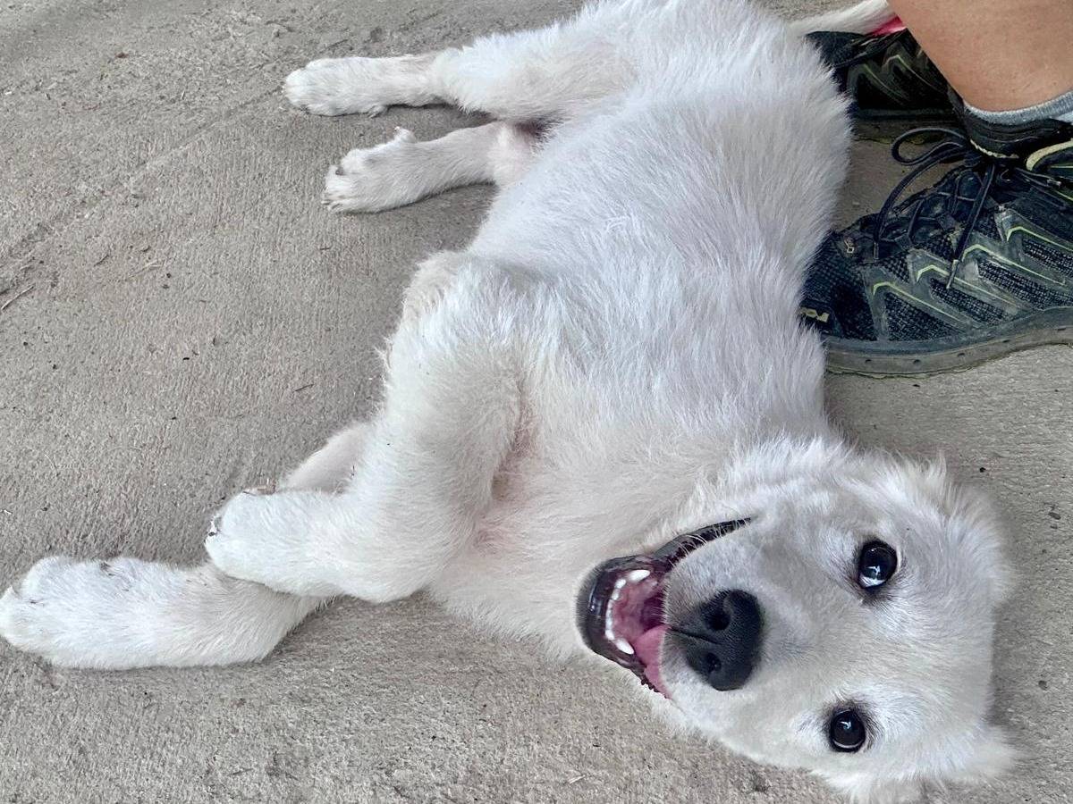 Adozione cane, femmina, Razza sconosciuta Razza sconosciuta, 4 mesi, taglia media, Chieti