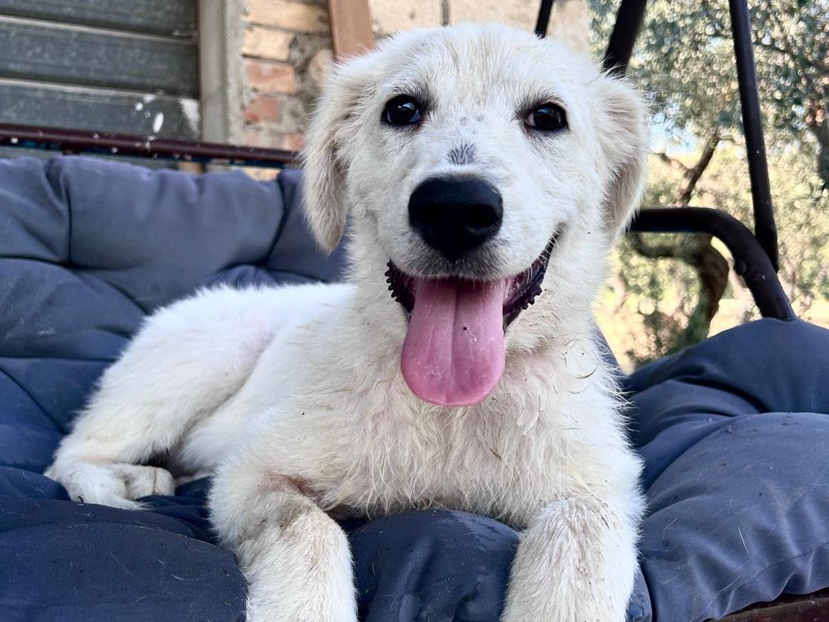 Adotta un cane, femmina, 4 mesi, Chieti