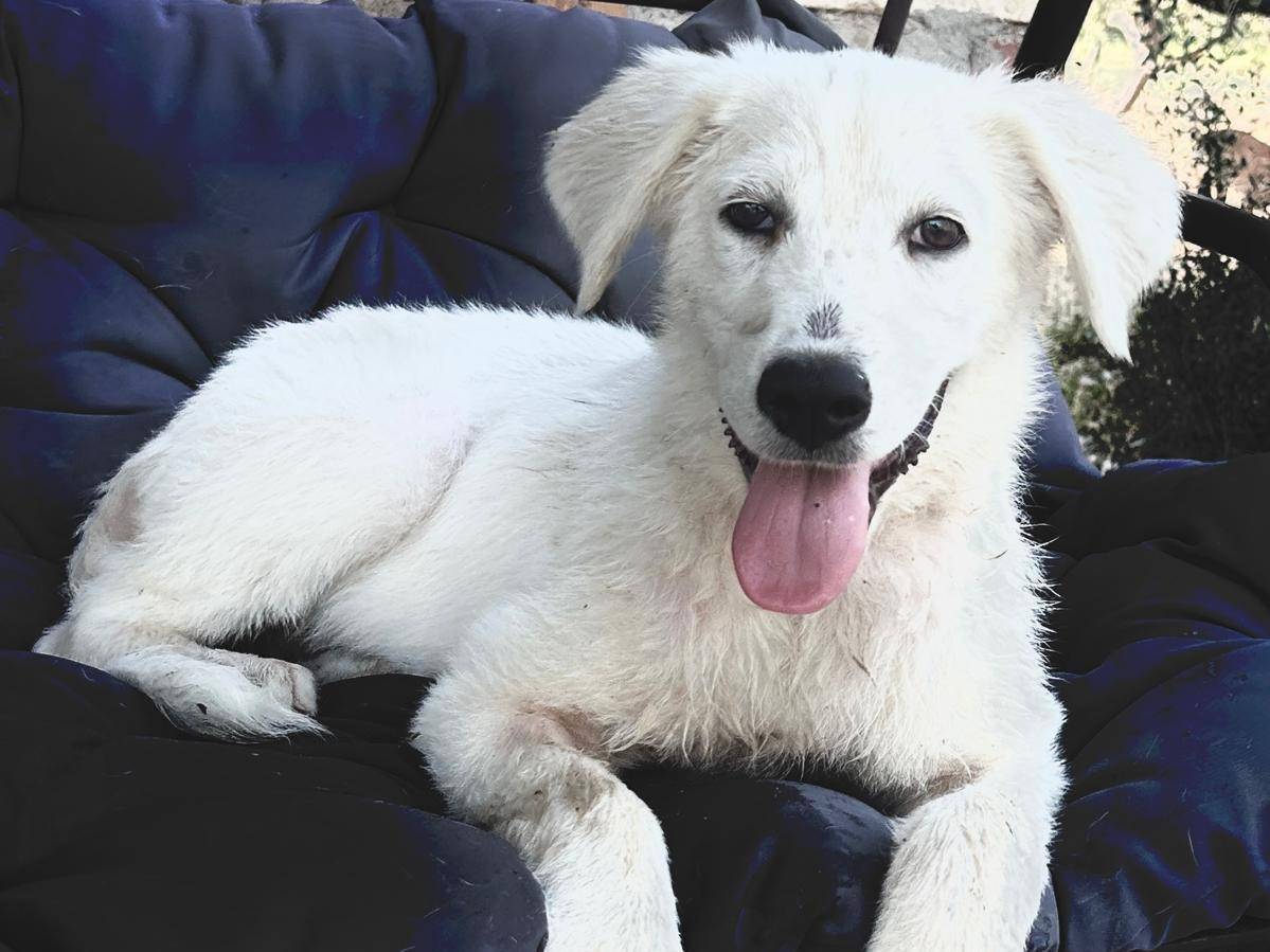 Adotta un cane, taglia media, femmina, Chieti