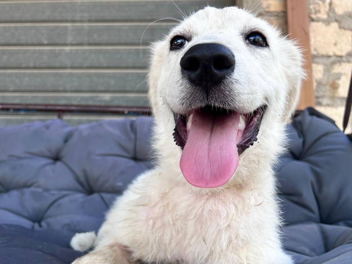 Vuoi adottare un cane a Chieti?