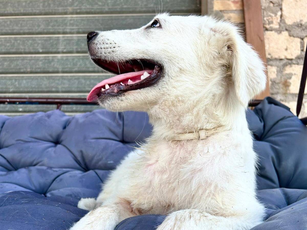 Adotta il cane ZOE a Chieti