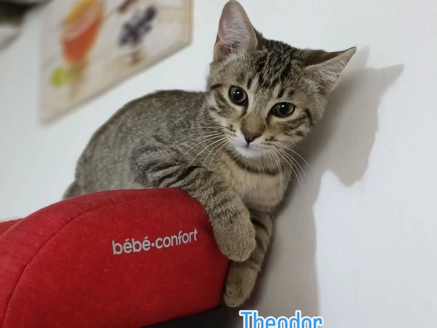 Adozione gatto, maschio, Razza sconosciuta Razza sconosciuta, 3 mesi, taglia non valida, Perugia