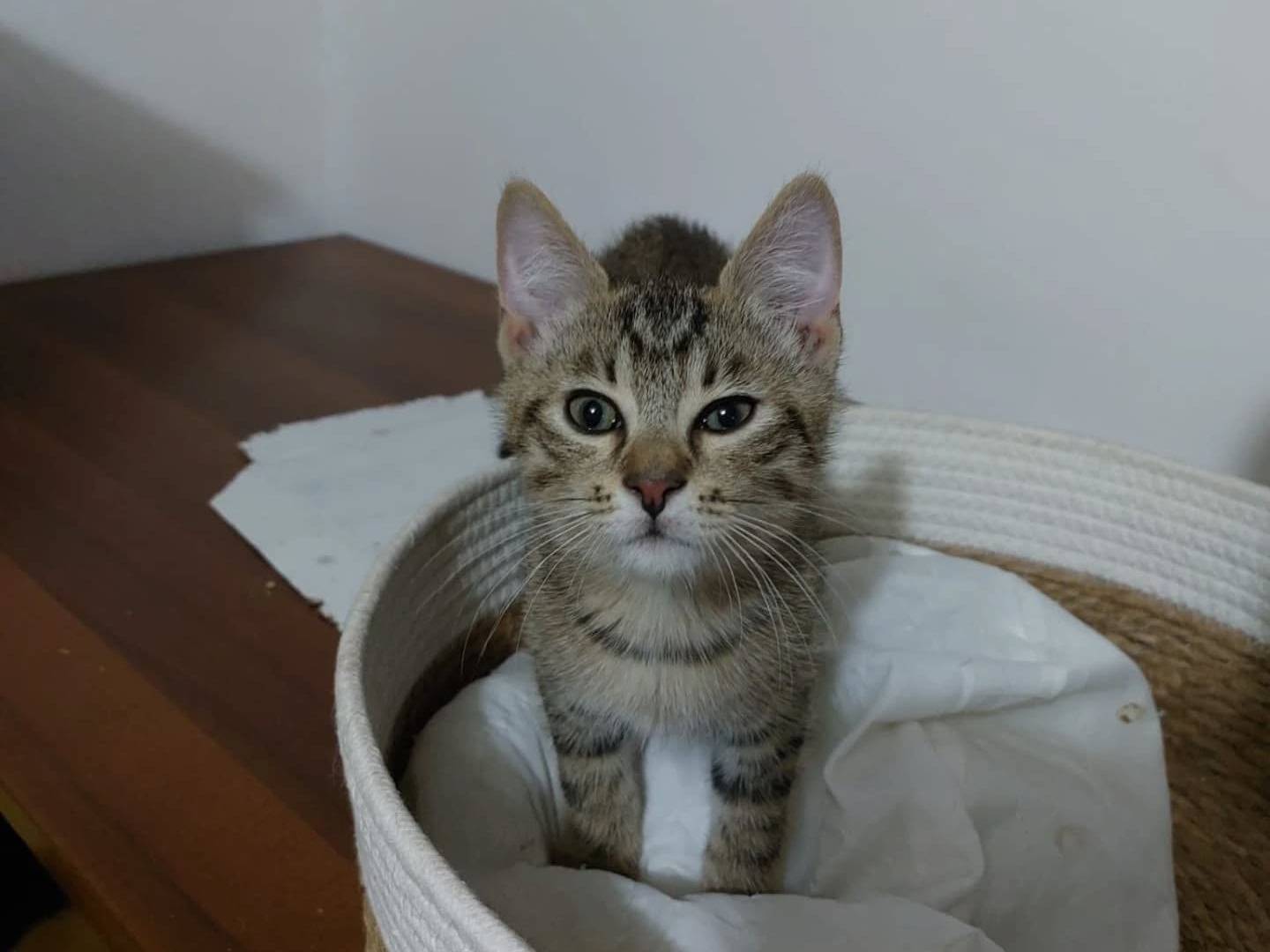 Adotta un gatto, maschio, 3 mesi, Perugia