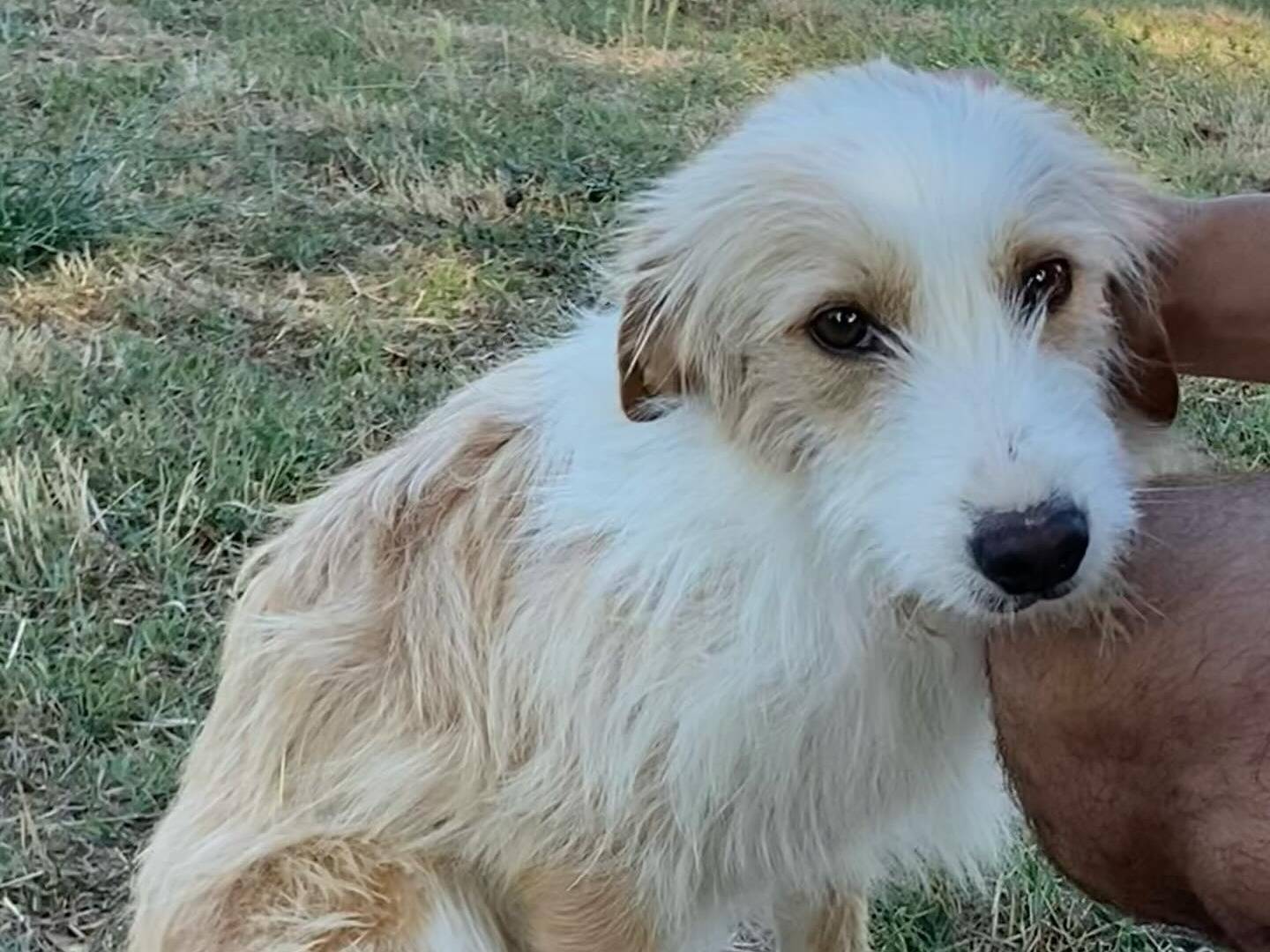 Foto 2 dell'animale
