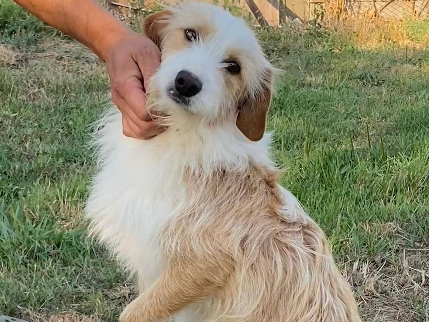 Vuoi adottare un cane a Latina?