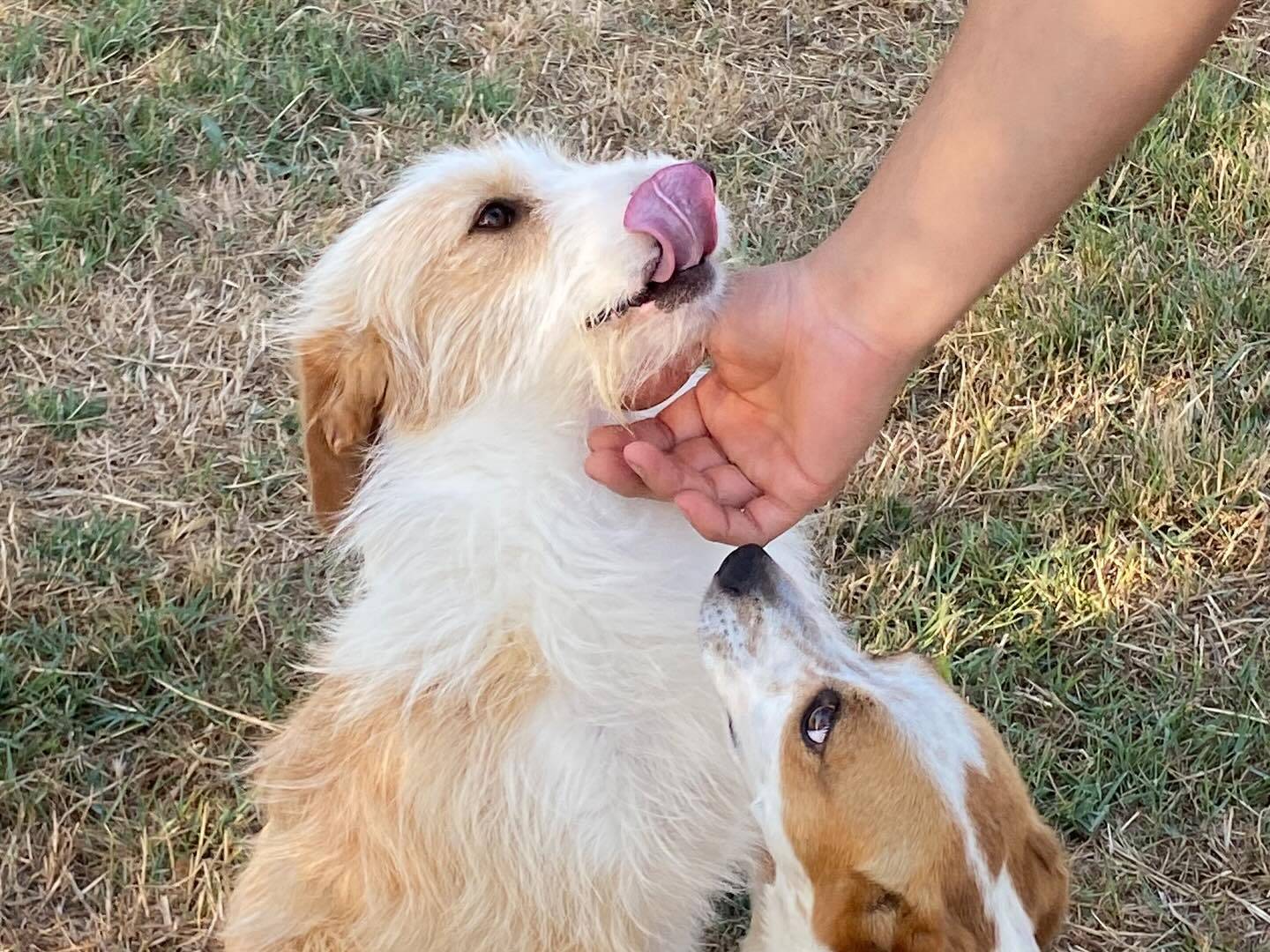 Adotta il cane Leone a Latina