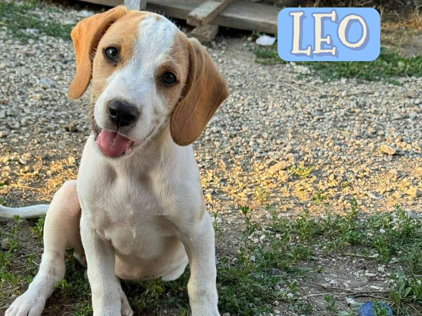 Adozione cane, femmina, Razza sconosciuta Razza sconosciuta, 2 mesi, taglia media, Firenze