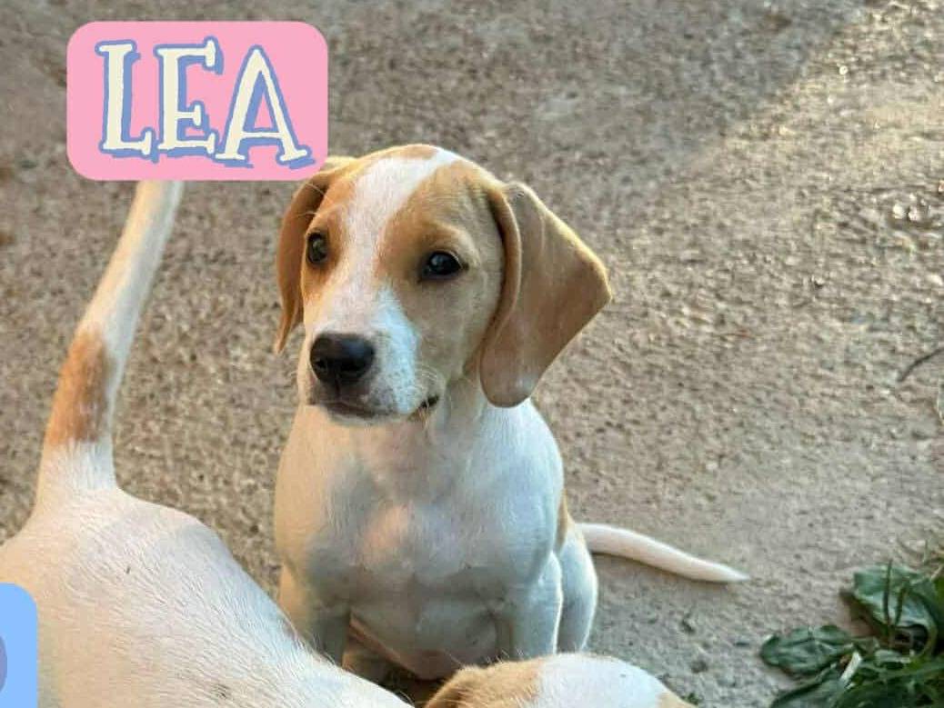 Adotta un cane, femmina, 2 mesi, Firenze
