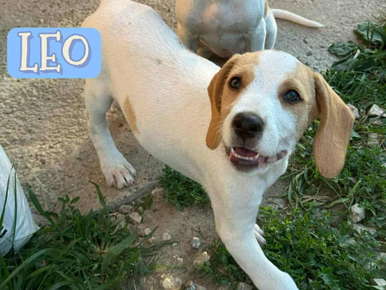 Adotta un cane, taglia media, femmina, Firenze
