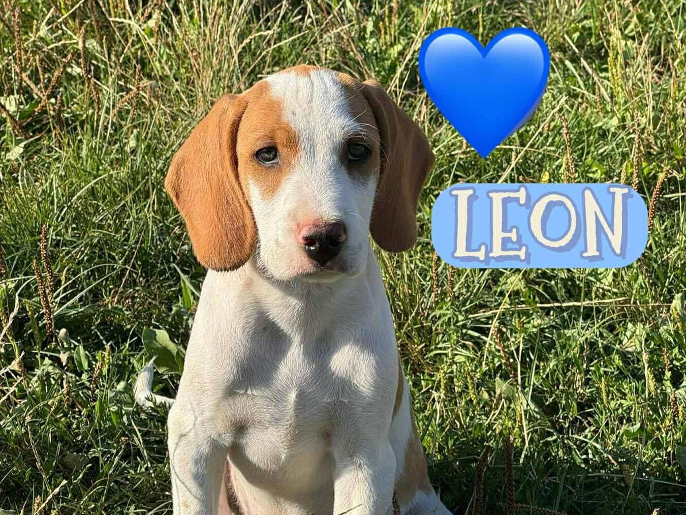 Vuoi adottare un cane a Firenze?