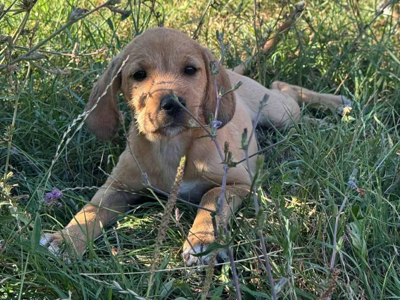 Adotta il cane LEA LEO LEON e MIMì a Firenze