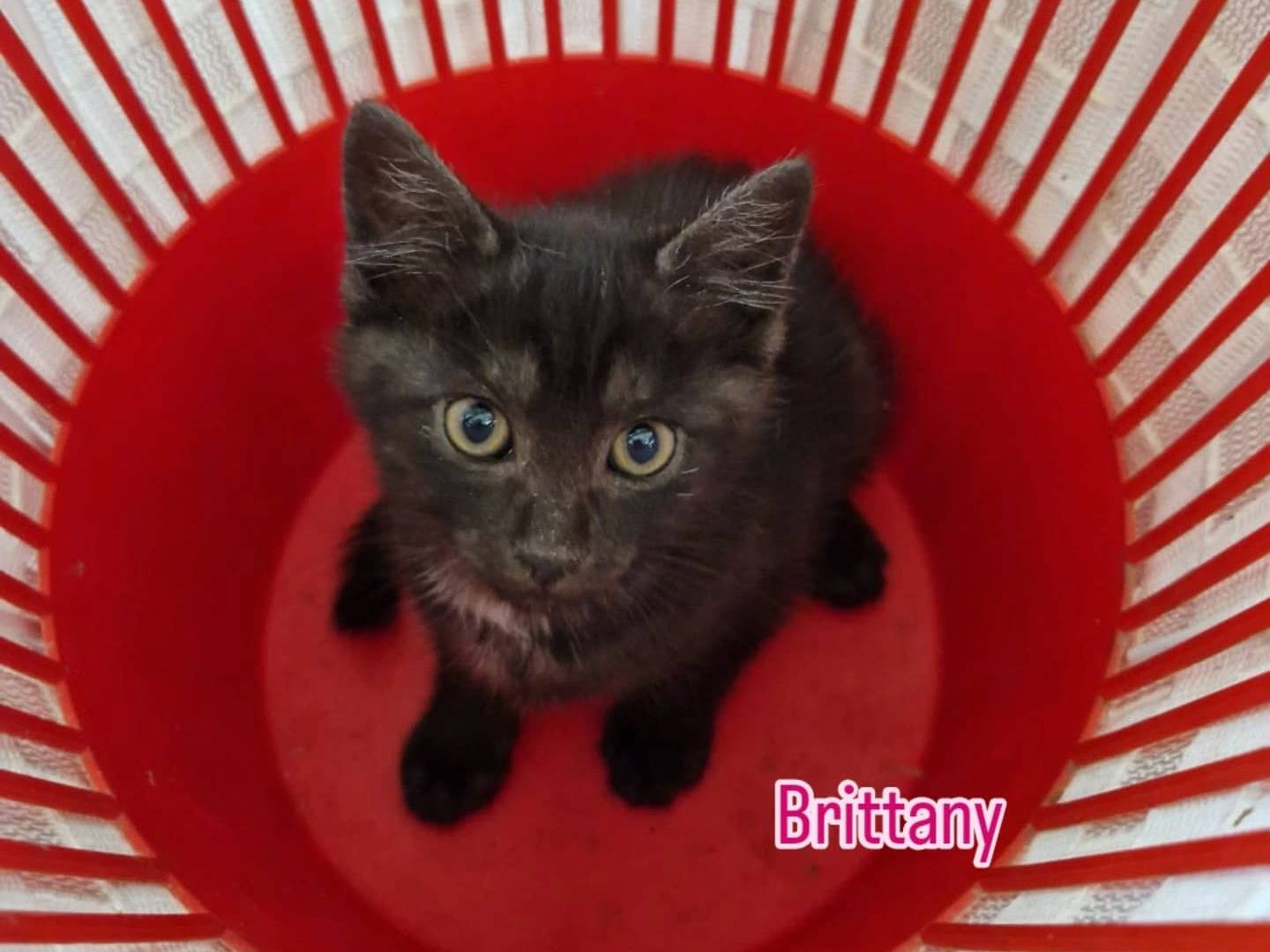 Adozione gatto, femmina, Razza sconosciuta Razza sconosciuta, 3 mesi, taglia non valida, Perugia