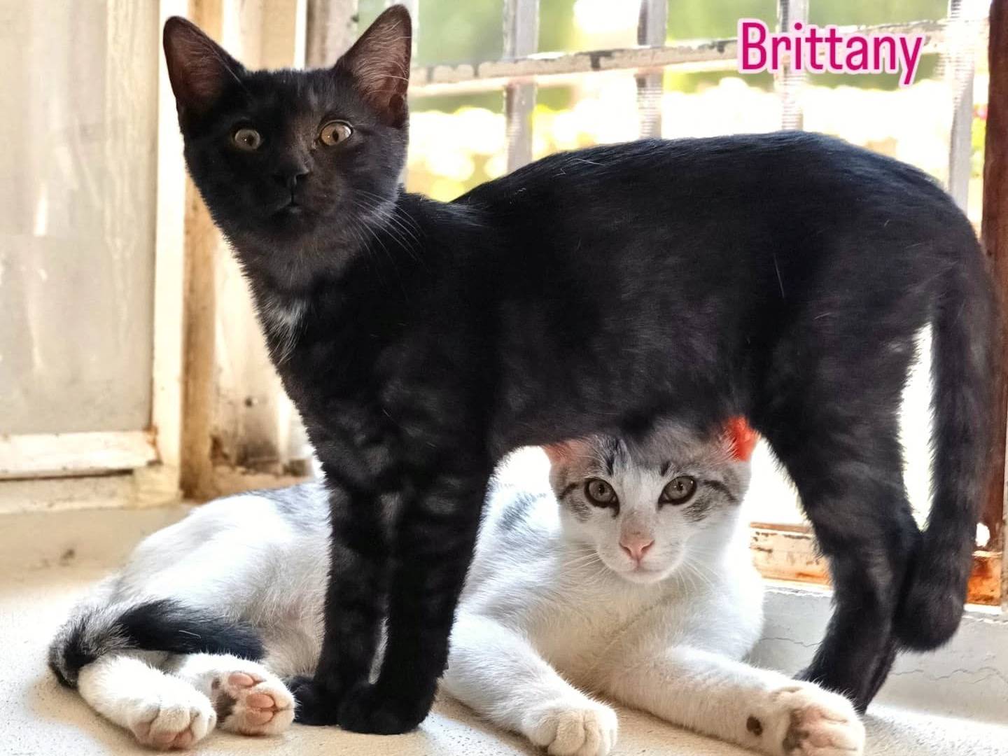 Adotta un gatto, femmina, 3 mesi, Perugia