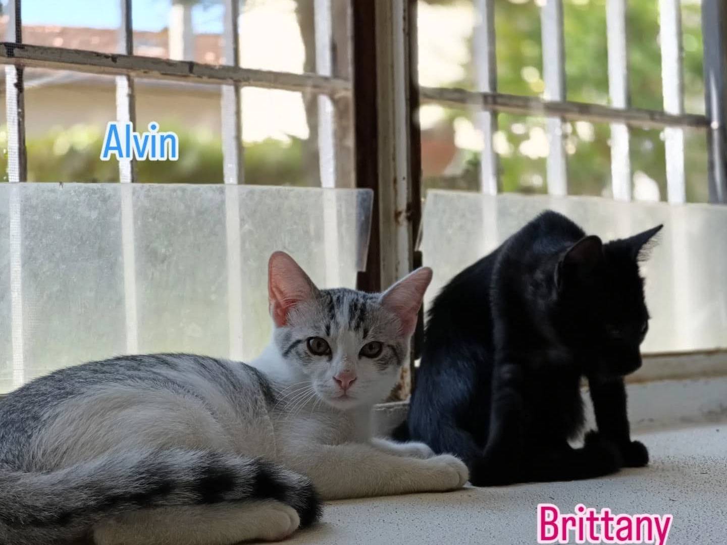 Adotta un gatto, taglia non valida, femmina, Perugia