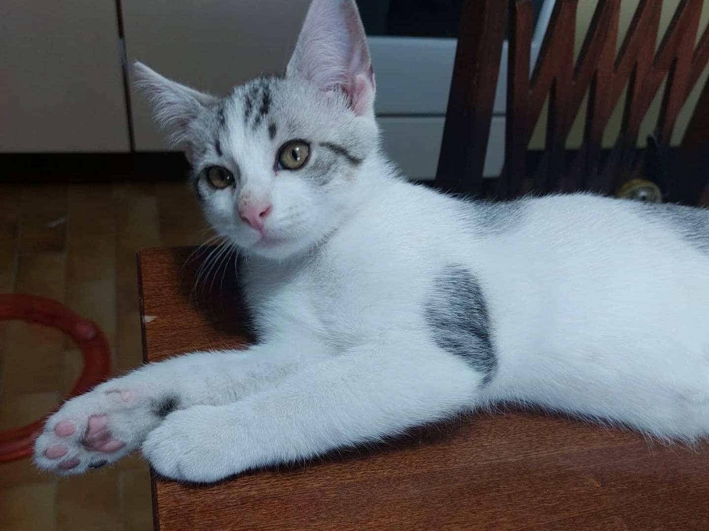 Adozione gatto, maschio, Razza sconosciuta Razza sconosciuta, 3 mesi, taglia non valida, Perugia