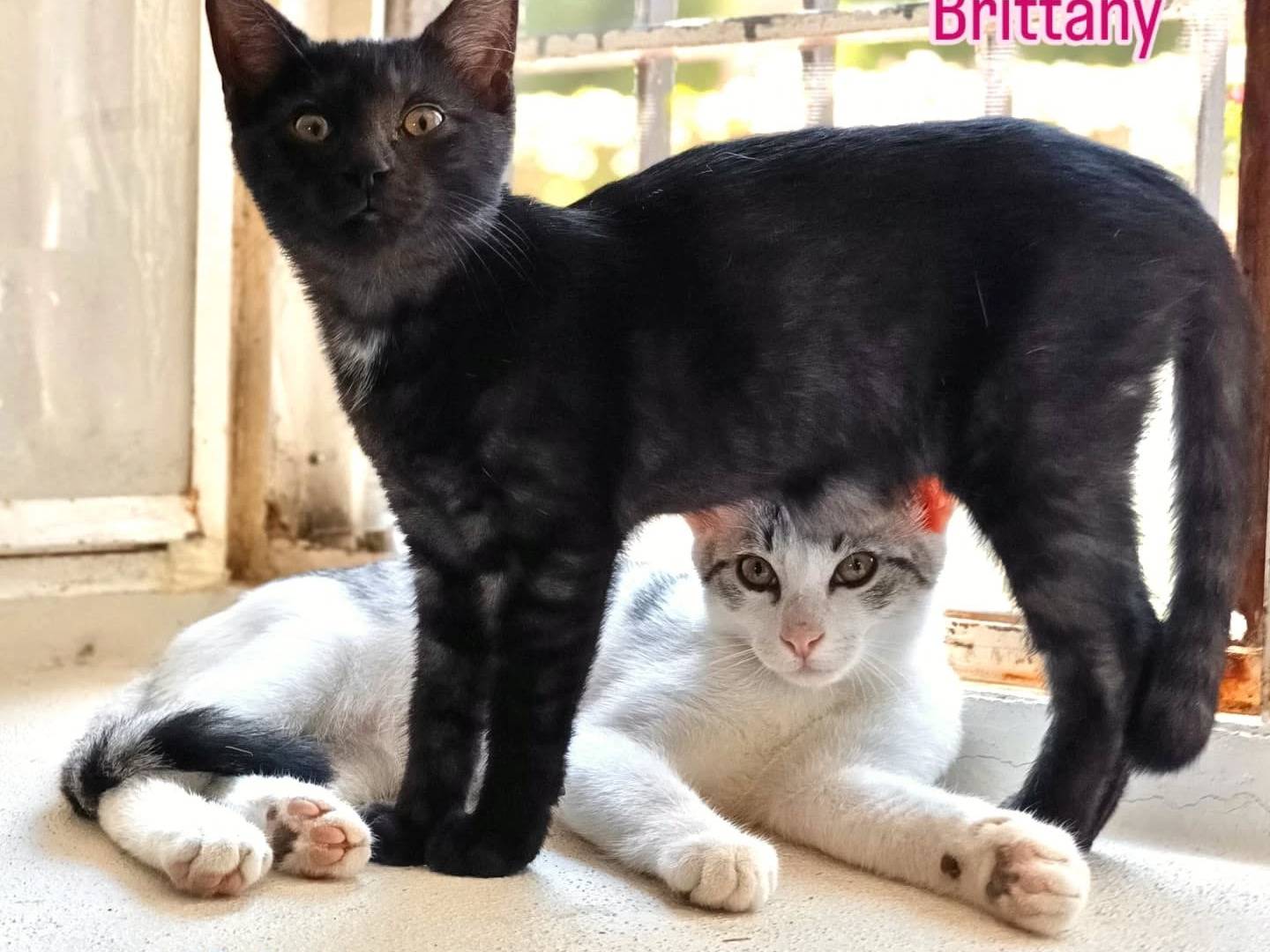 Adotta un gatto, taglia non valida, maschio, Perugia