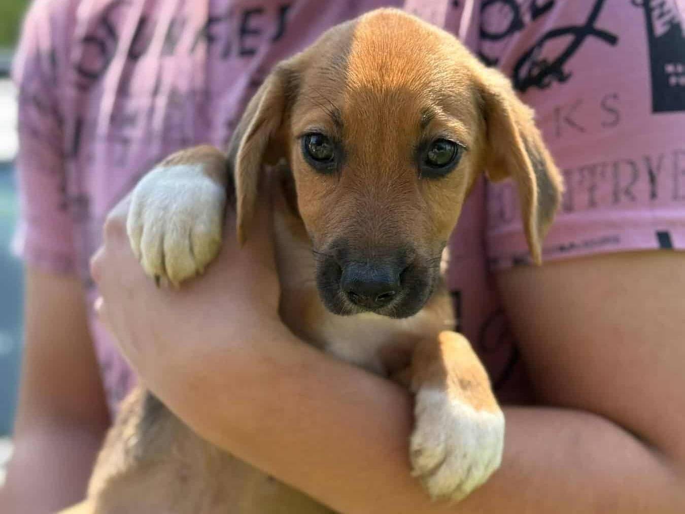 Adozione cane, maschio, Razza sconosciuta Razza sconosciuta, 2 mesi, taglia piccola, Firenze