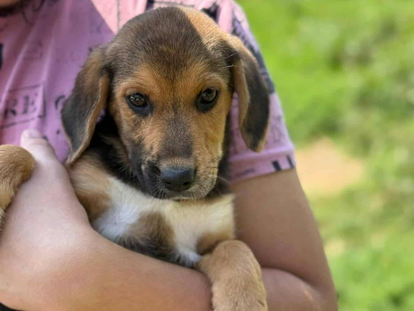 Adotta un cane, taglia piccola, maschio, Firenze