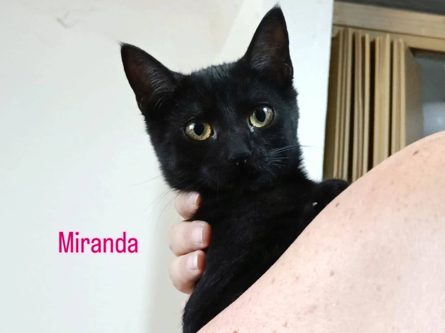 Adozione gatto, femmina, Razza sconosciuta Razza sconosciuta, 3 mesi, taglia non valida, Perugia