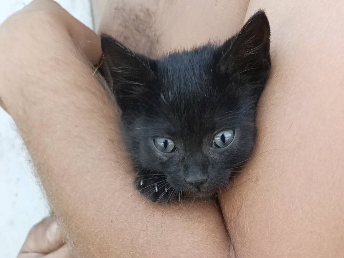 Adotta un gatto, femmina, 1 mesi, Perugia