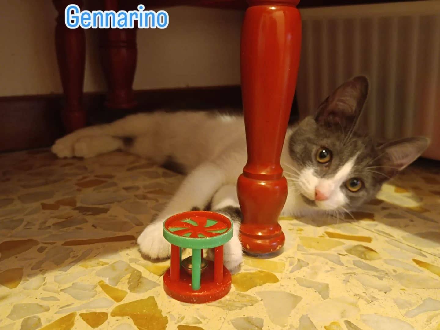Foto 1 dell'animale