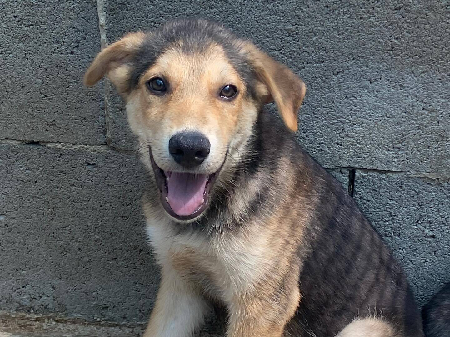 Adozione cane, maschio, Razza sconosciuta Razza sconosciuta, 2 mesi, taglia media, Latina