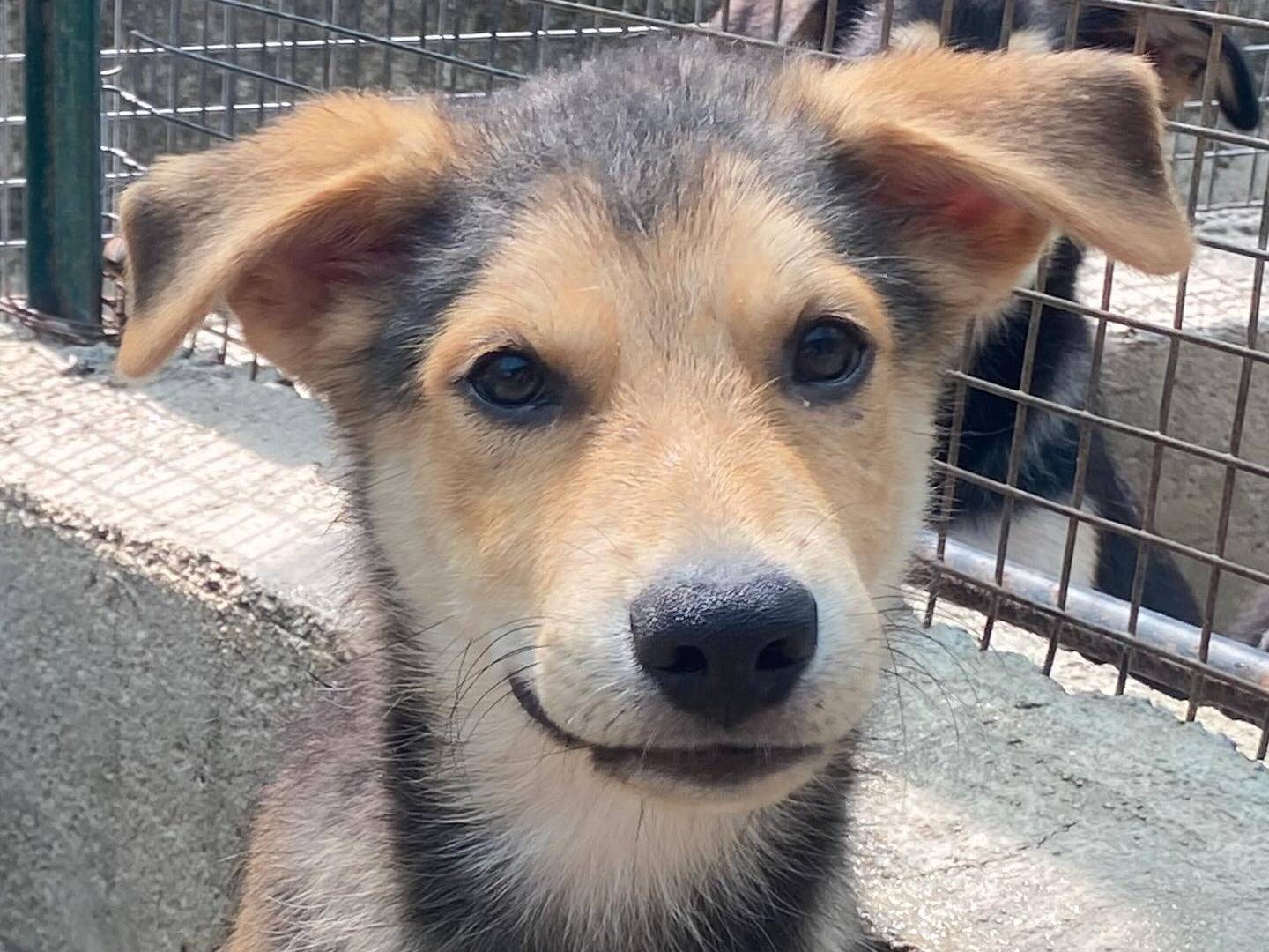 Adotta un cane, maschio, 2 mesi, Latina