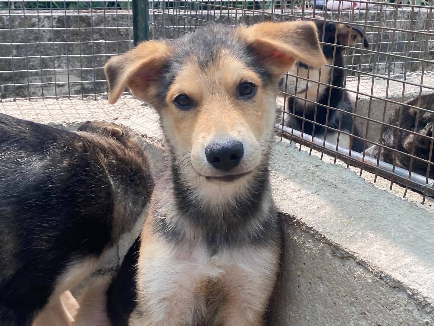 Adotta un cane, taglia media, maschio, Latina
