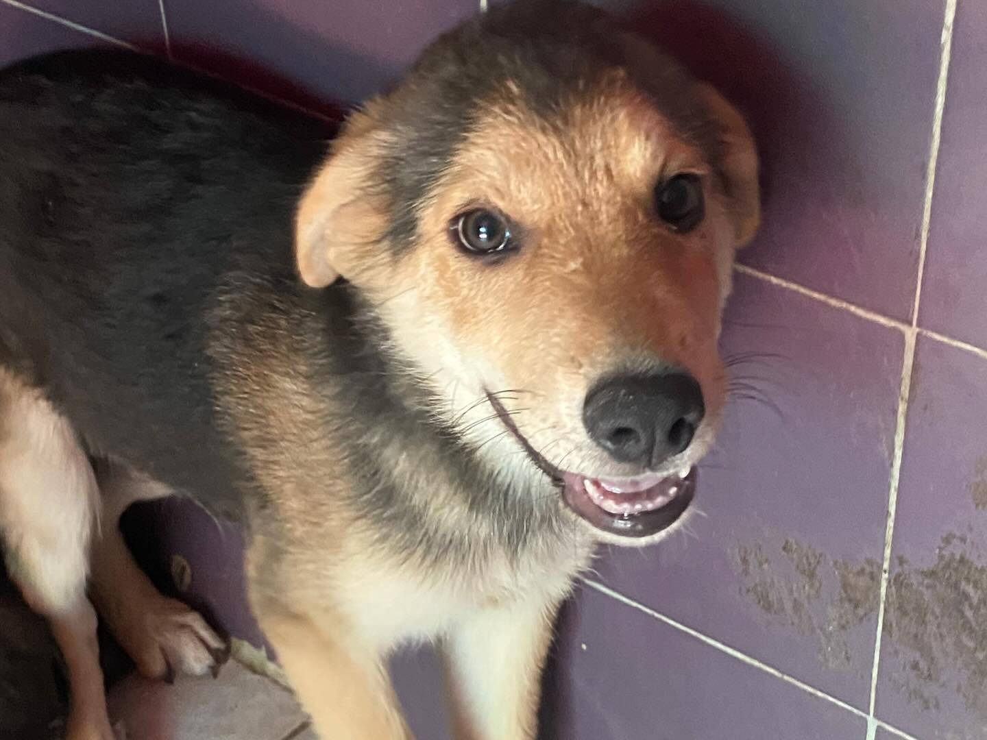 Vuoi adottare un cane a Latina?